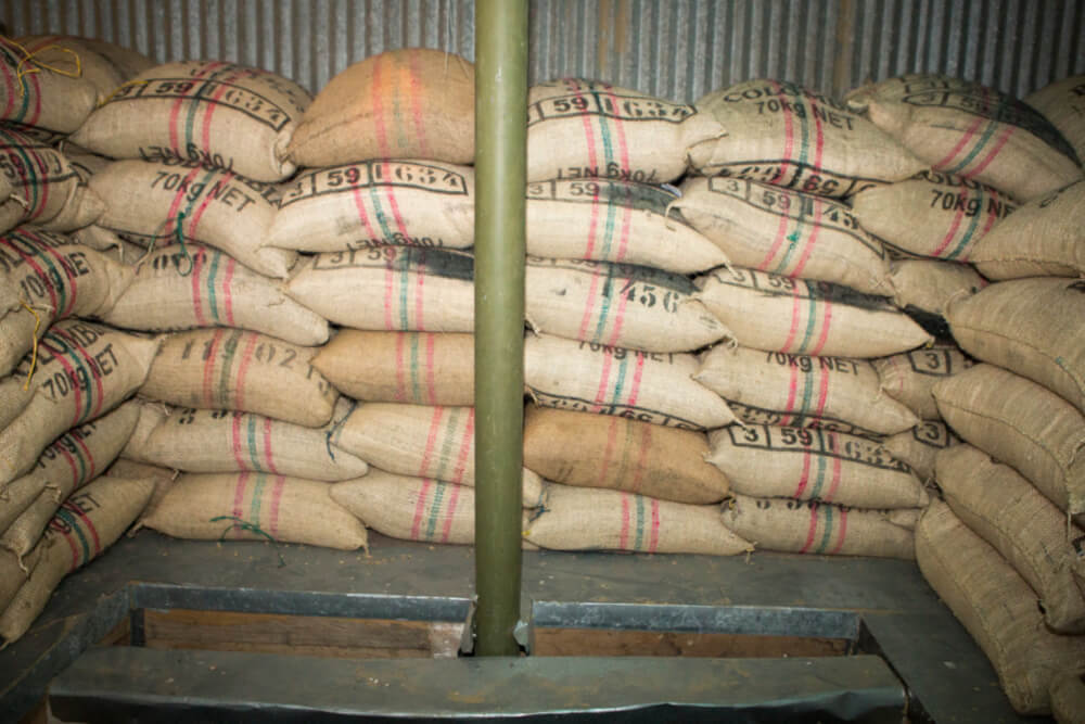 The Complete Coffee Harvesting Process