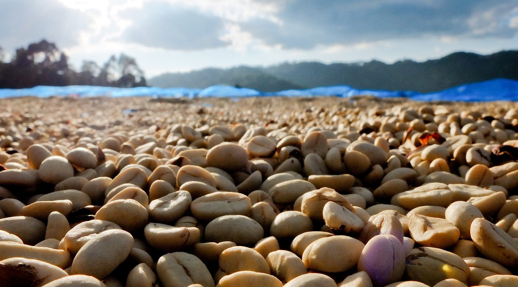 How Does Processing Green Coffee Impact its Taste and Acidity Levels?